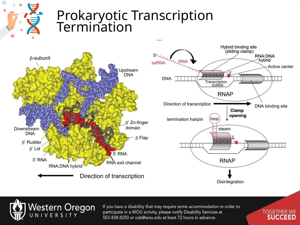 Chapter 10: Transcription and RNA Processing 10.1 - slide 28 of 55