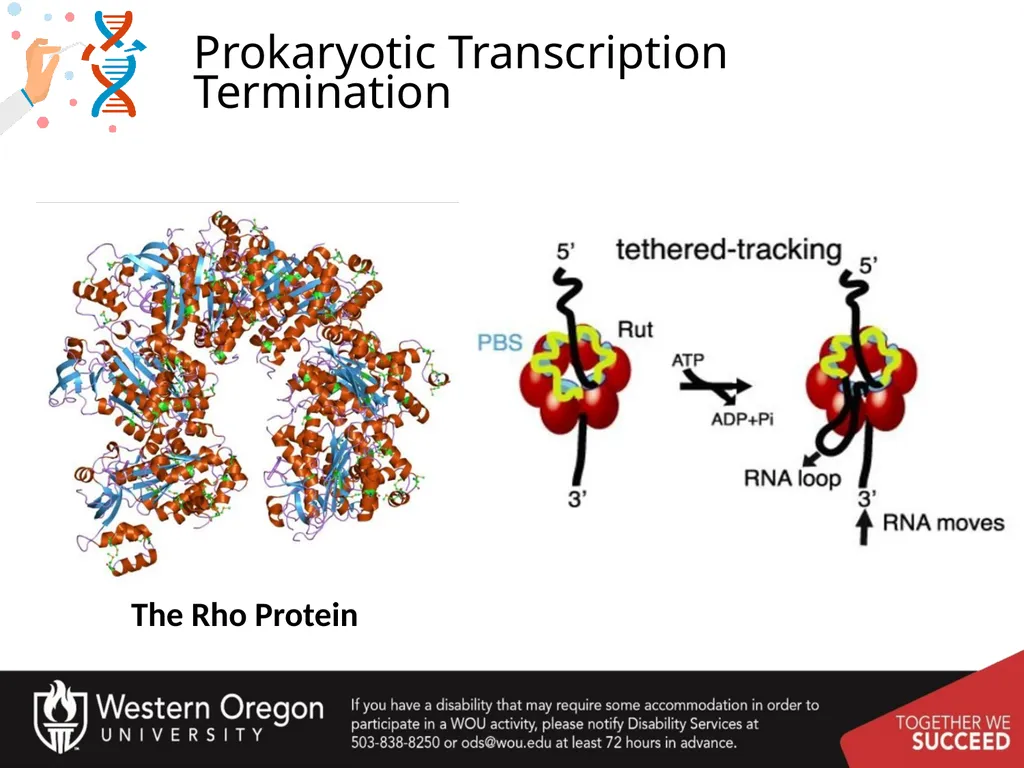 Chapter 10: Transcription and RNA Processing 10.1 - slide 29 of 55