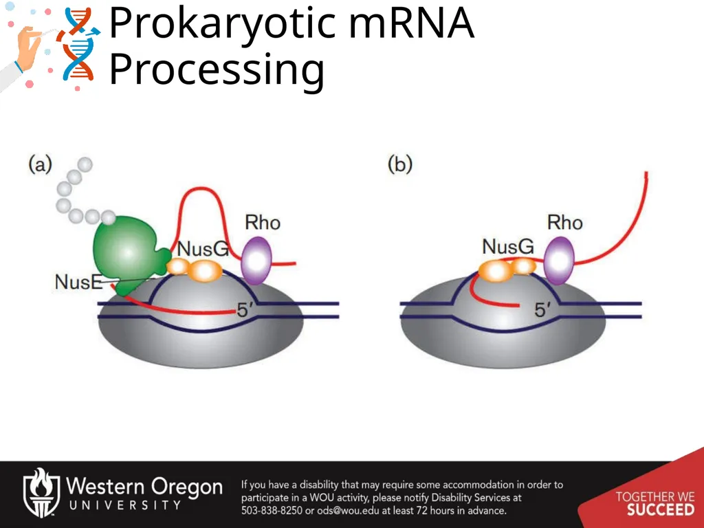 Chapter 10: Transcription and RNA Processing 10.1 - slide 32 of 55