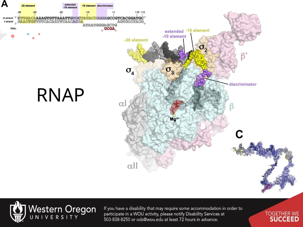 Chapter 10: Transcription and RNA Processing 10.1 - slide 9 of 55
