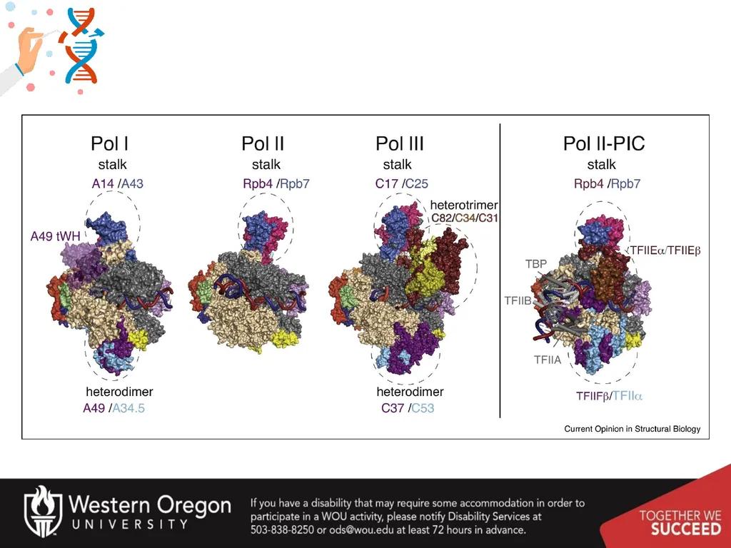 Chapter 10: Transcription and RNA Processing 10.1 - slide 11 of 55
