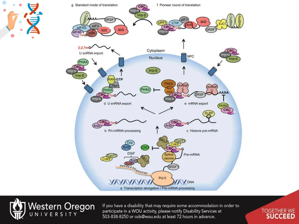 Chapter 10: Transcription and RNA Processing 10.1 - slide 37 of 55