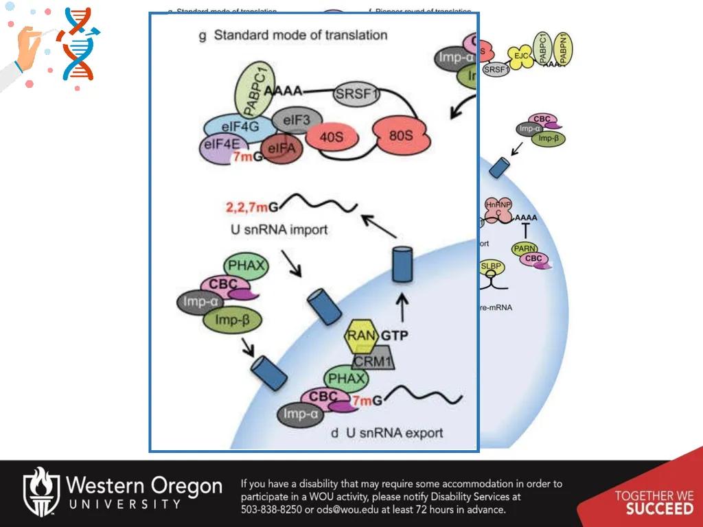 Chapter 10: Transcription and RNA Processing 10.1 - slide 38 of 55