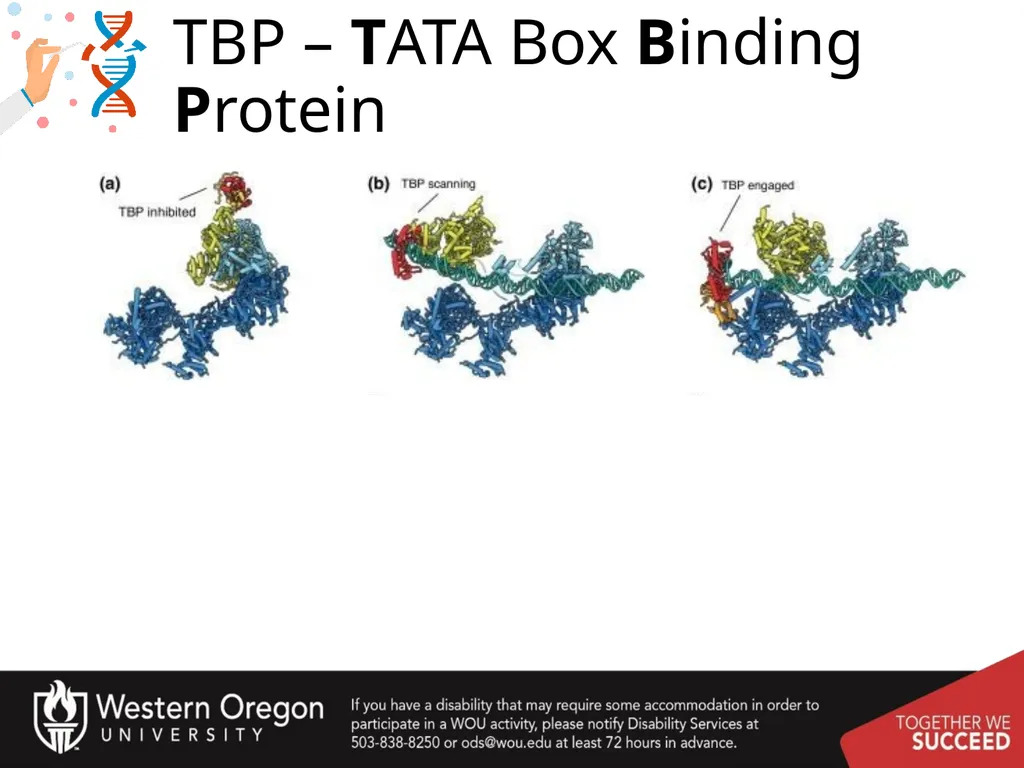 Chapter 10: Transcription and RNA Processing 10.1 - slide 15 of 55