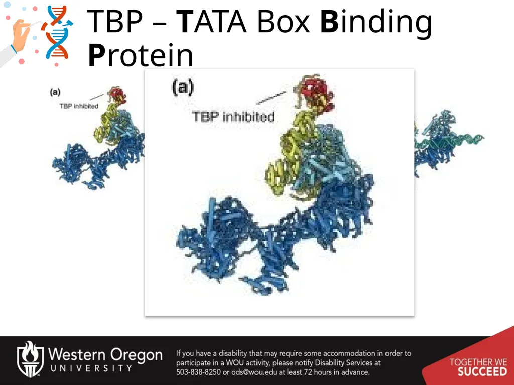 Chapter 10: Transcription and RNA Processing 10.1 - slide 16 of 55