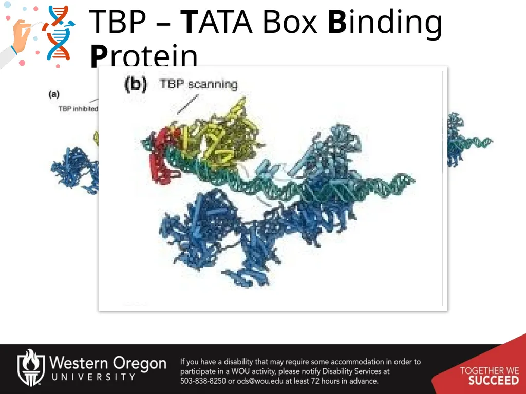 Chapter 10: Transcription and RNA Processing 10.1 - slide 17 of 55