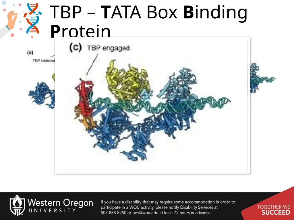 Chapter 10: Transcription and RNA Processing 10.1 - slide 18 of 55