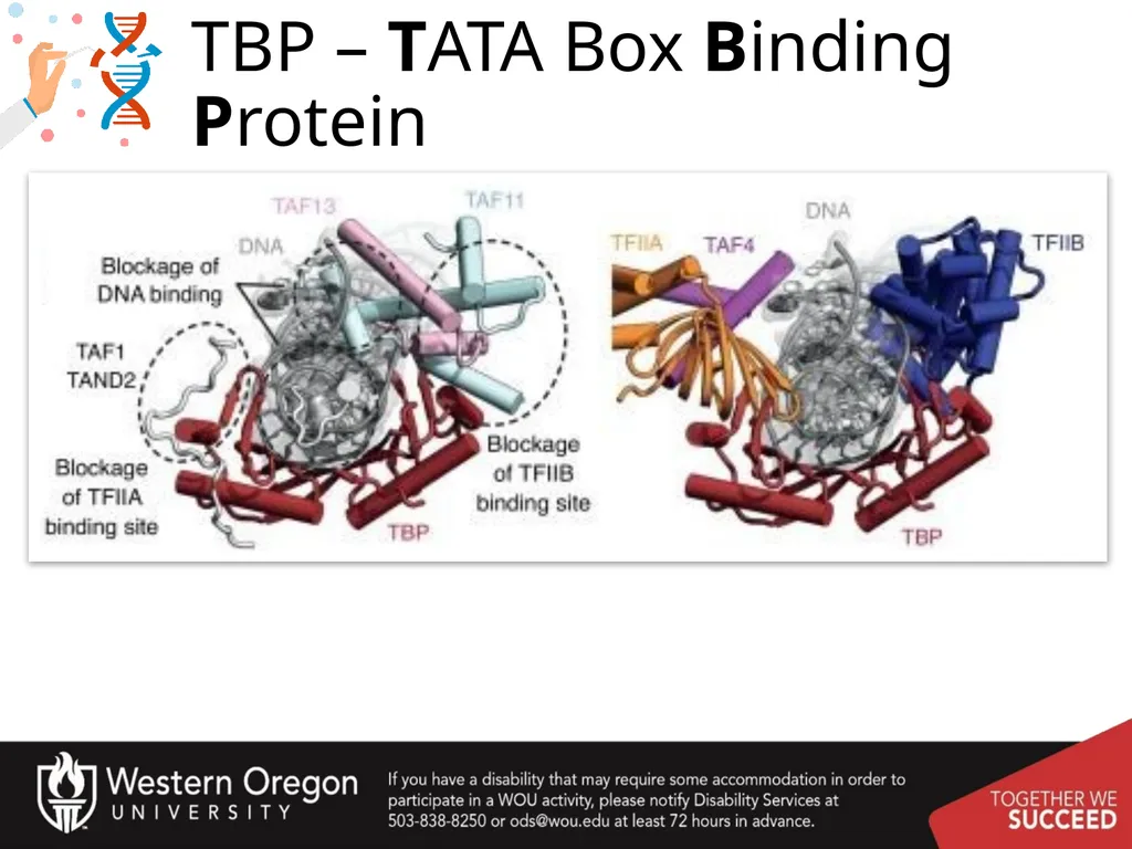 Chapter 10: Transcription and RNA Processing 10.1 - slide 19 of 55