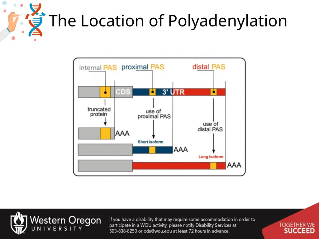 Chapter 10: Transcription and RNA Processing 10.1 - slide 35 of 55