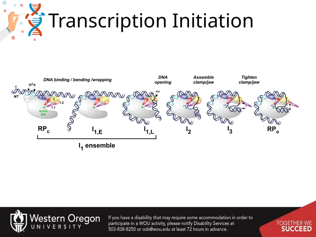 Chapter 10: Transcription and RNA Processing 10.1 - slide 8 of 55