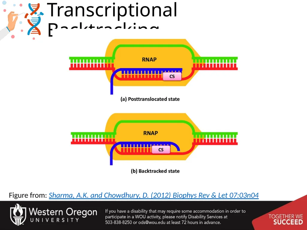 Chapter 10: Transcription and RNA Processing 10.1 - slide 26 of 55