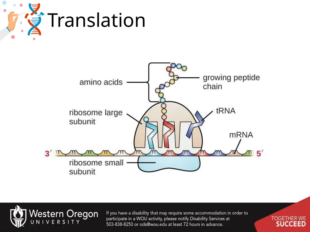 Chapter 10: Transcription and RNA Processing 10.1 - slide 4 of 55