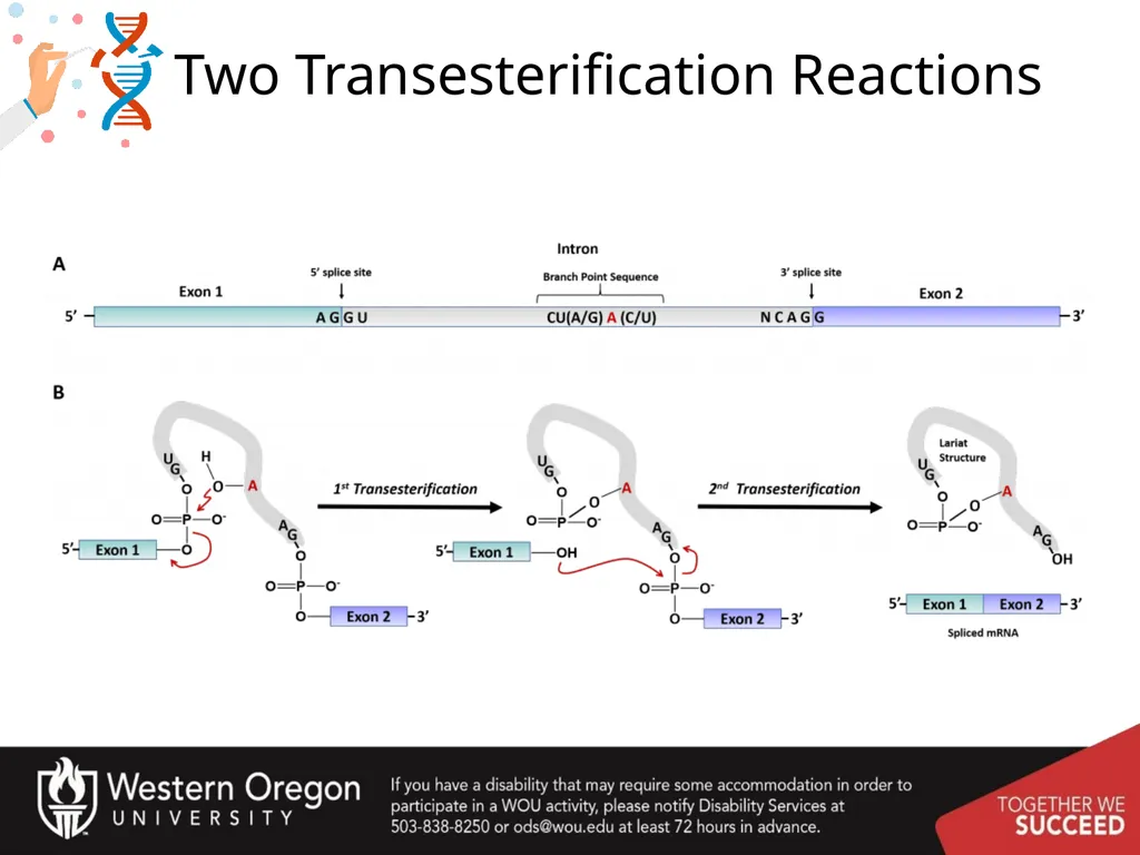 Chapter 10: Transcription and RNA Processing 10.1 - slide 42 of 55