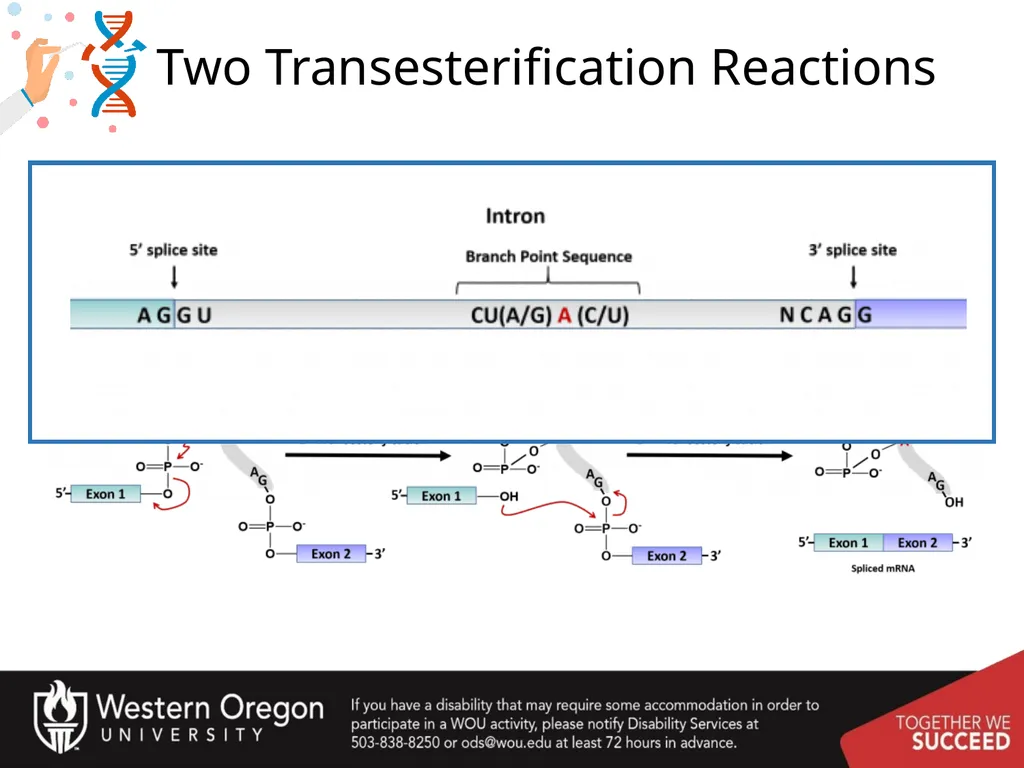 Chapter 10: Transcription and RNA Processing 10.1 - slide 43 of 55