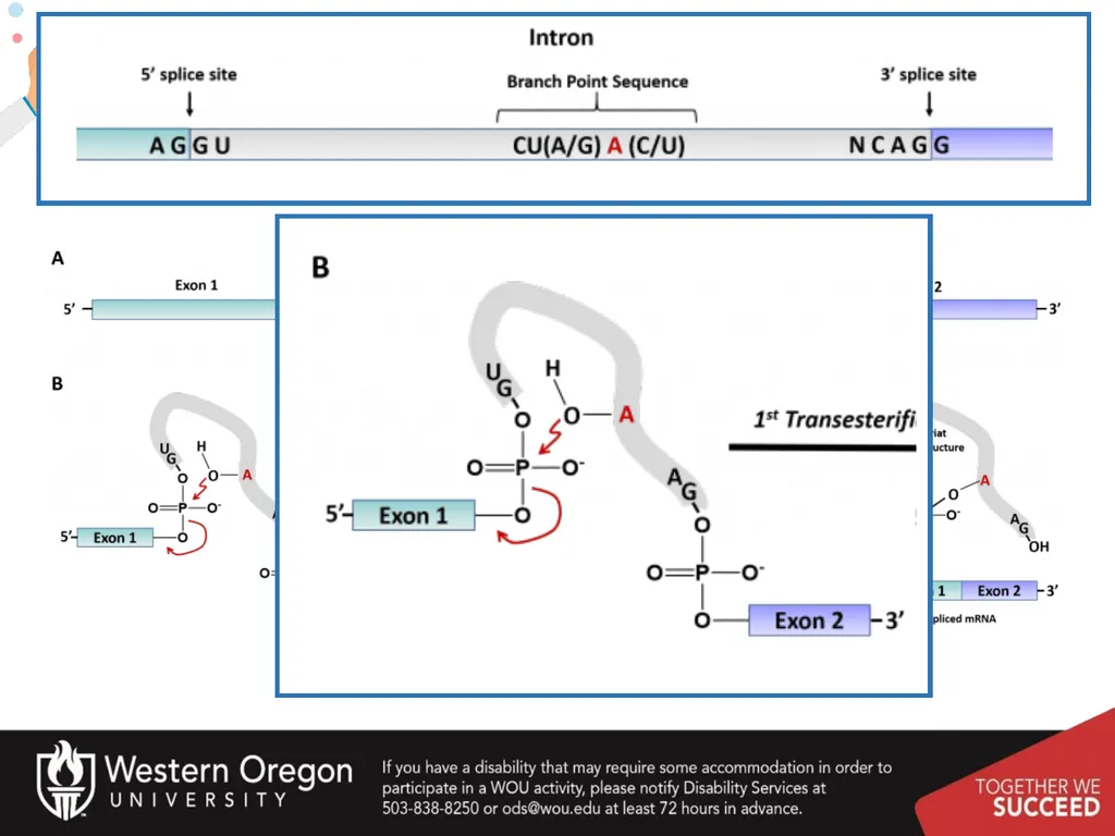 Chapter 10: Transcription and RNA Processing 10.1 - slide 44 of 55