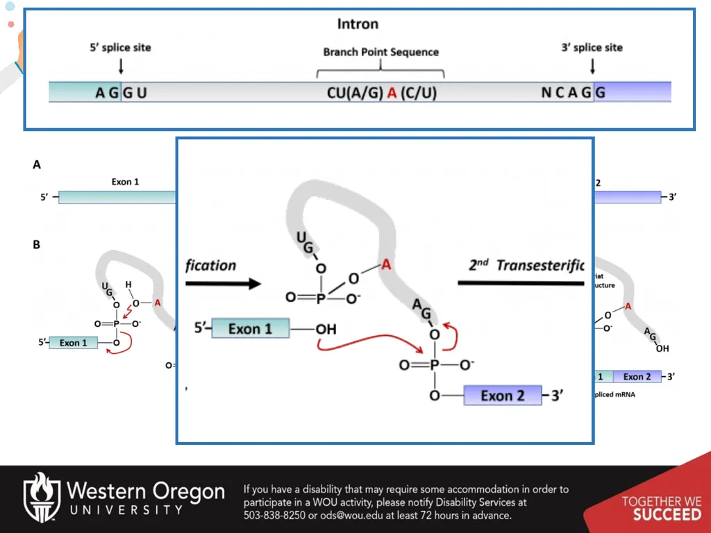 Chapter 10: Transcription and RNA Processing 10.1 - slide 45 of 55