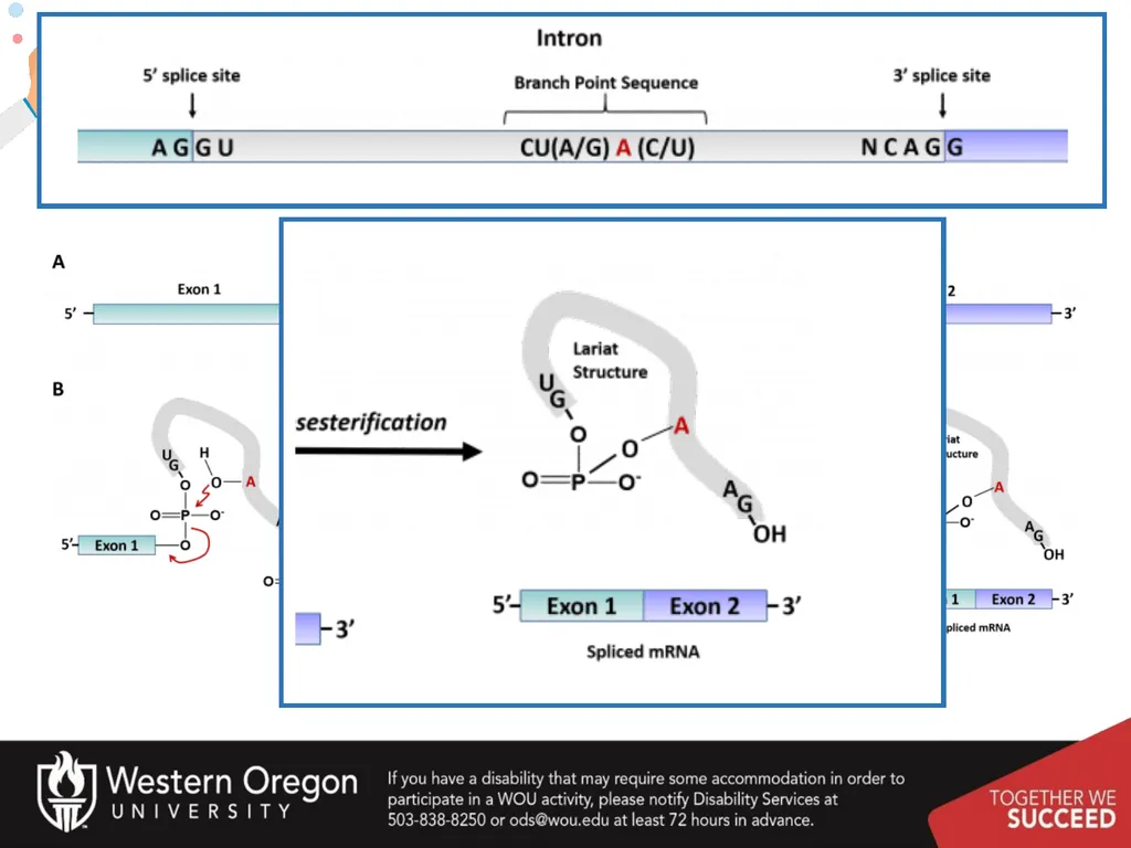 Chapter 10: Transcription and RNA Processing 10.1 - slide 46 of 55