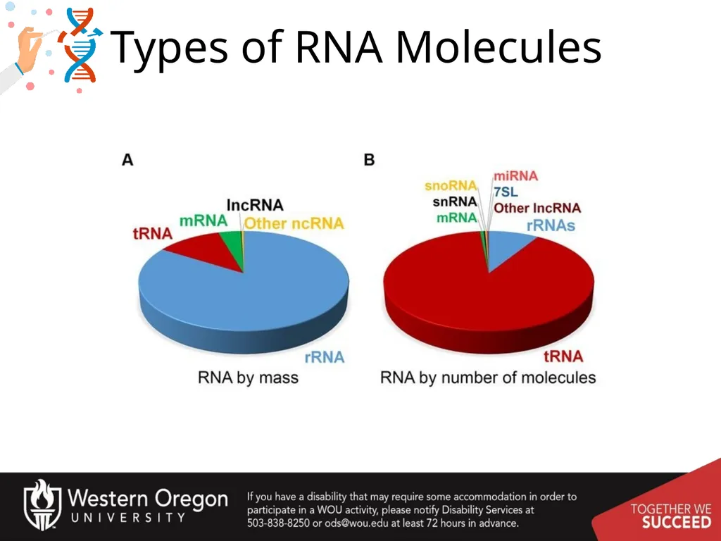 Chapter 10: Transcription and RNA Processing 10.1 - slide 6 of 55