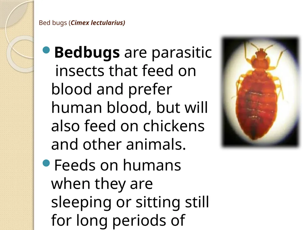 Flea & Bedbug Amal Almuhanna 2012 Bed bugs (Cimex - slide 2 of 30