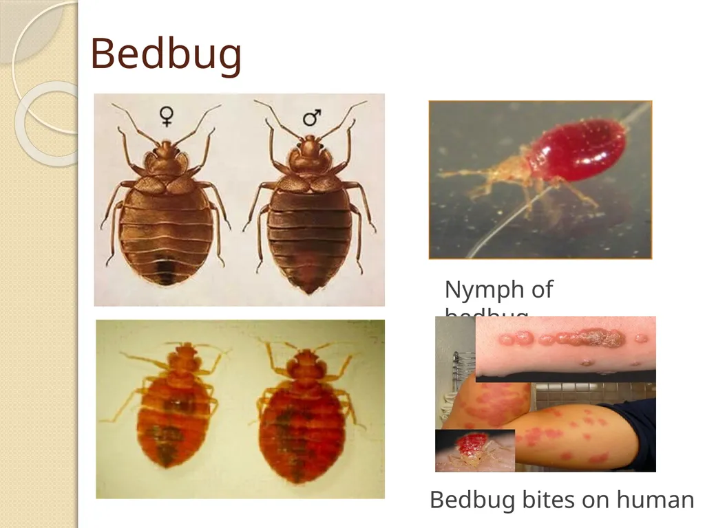 Flea & Bedbug Amal Almuhanna 2012 Bed bugs (Cimex - slide 8 of 30