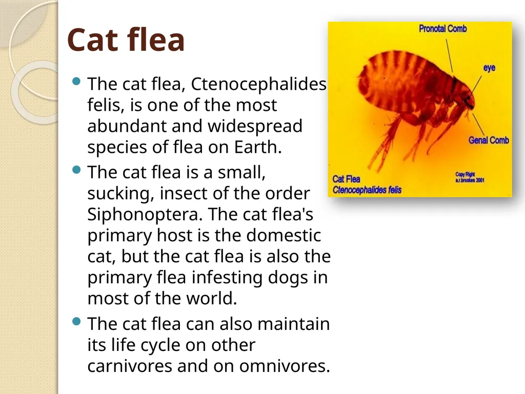 Flea & Bedbug Amal Almuhanna 2012 Bed bugs (Cimex - slide 20 of 30