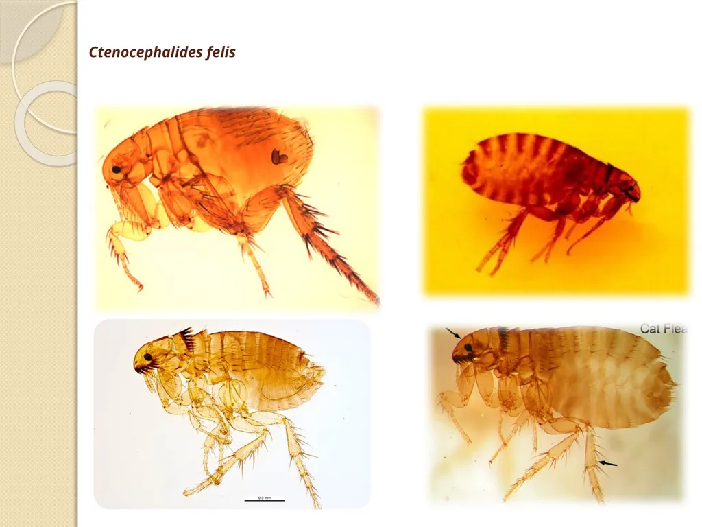 Flea & Bedbug Amal Almuhanna 2012 Bed bugs (Cimex - slide 24 of 30