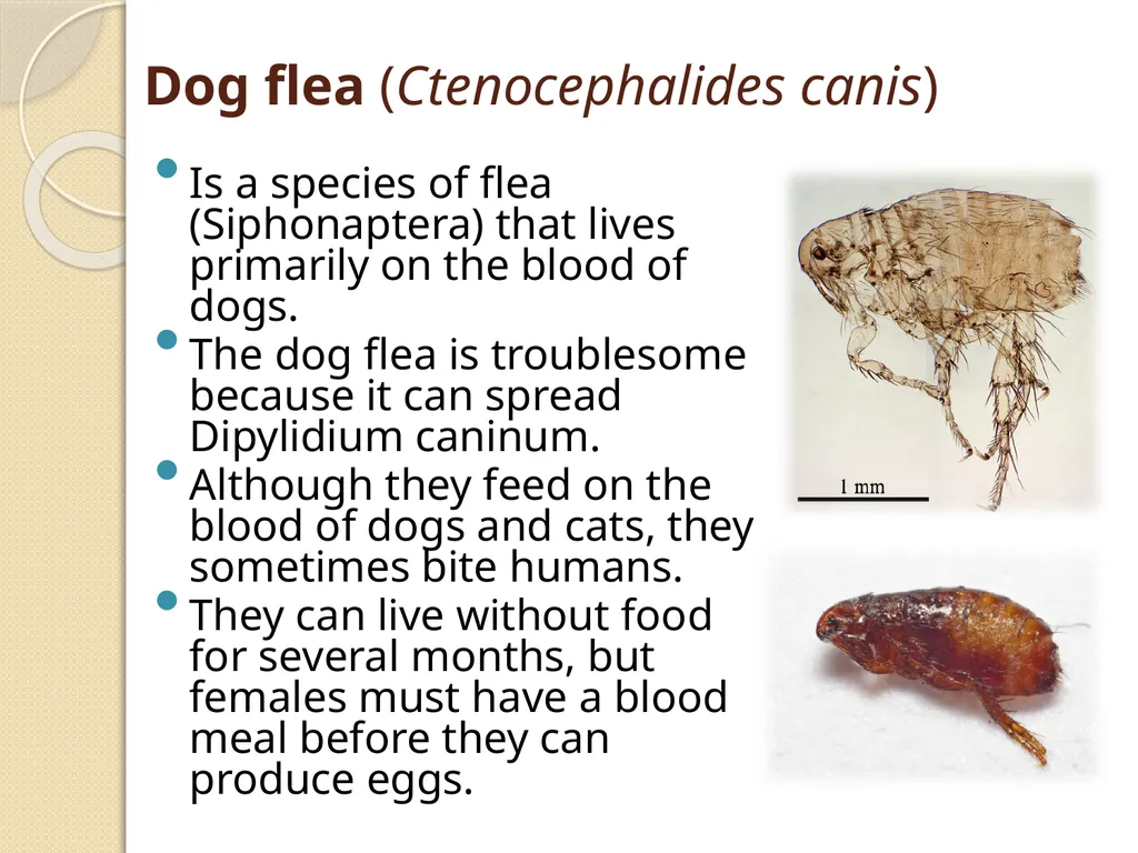 Flea & Bedbug Amal Almuhanna 2012 Bed bugs (Cimex - slide 9 of 30