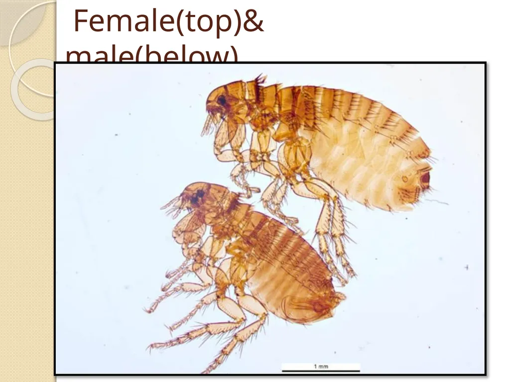 Flea & Bedbug Amal Almuhanna 2012 Bed bugs (Cimex - slide 13 of 30