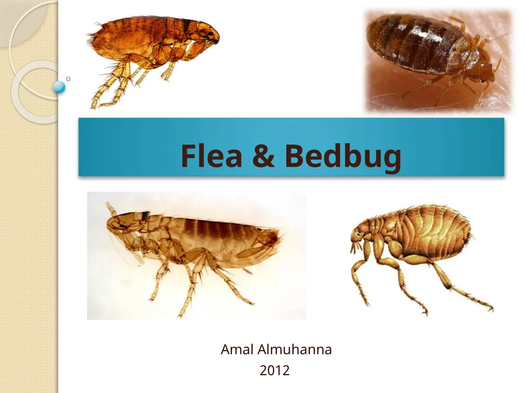 Flea & Bedbug Amal Almuhanna 2012 Bed bugs (Cimex - slide 1 of 30