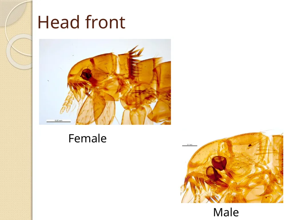 Flea & Bedbug Amal Almuhanna 2012 Bed bugs (Cimex - slide 14 of 30