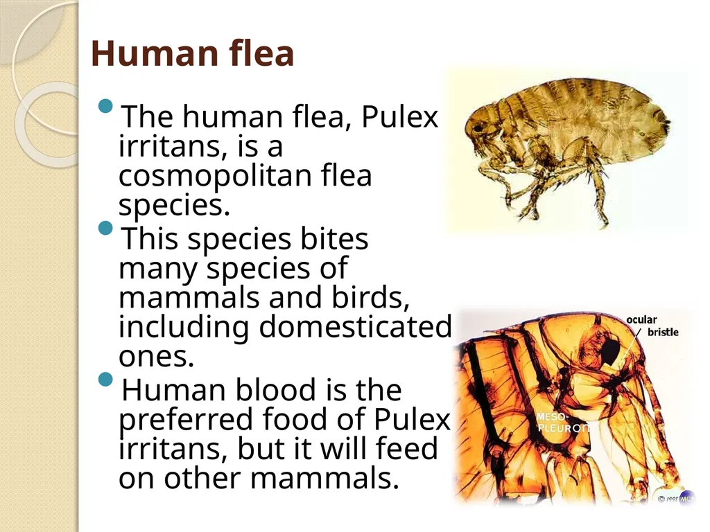 Flea & Bedbug Amal Almuhanna 2012 Bed bugs (Cimex - slide 25 of 30