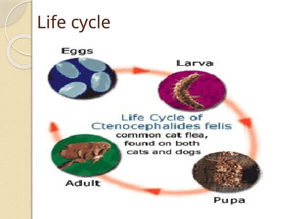 Flea & Bedbug Amal Almuhanna 2012 Bed bugs (Cimex - slide 22 of 30