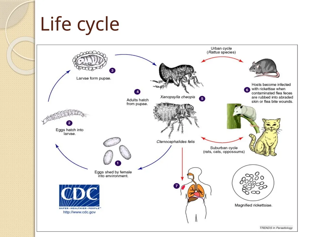 Flea & Bedbug Amal Almuhanna 2012 Bed bugs (Cimex - slide 23 of 30