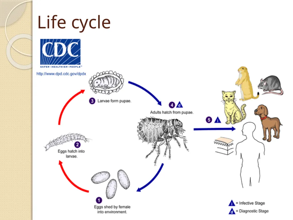 Flea & Bedbug Amal Almuhanna 2012 Bed bugs (Cimex - slide 27 of 30