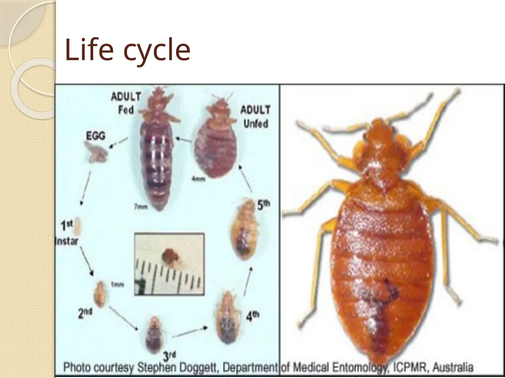 Flea & Bedbug Amal Almuhanna 2012 Bed bugs (Cimex - slide 5 of 30