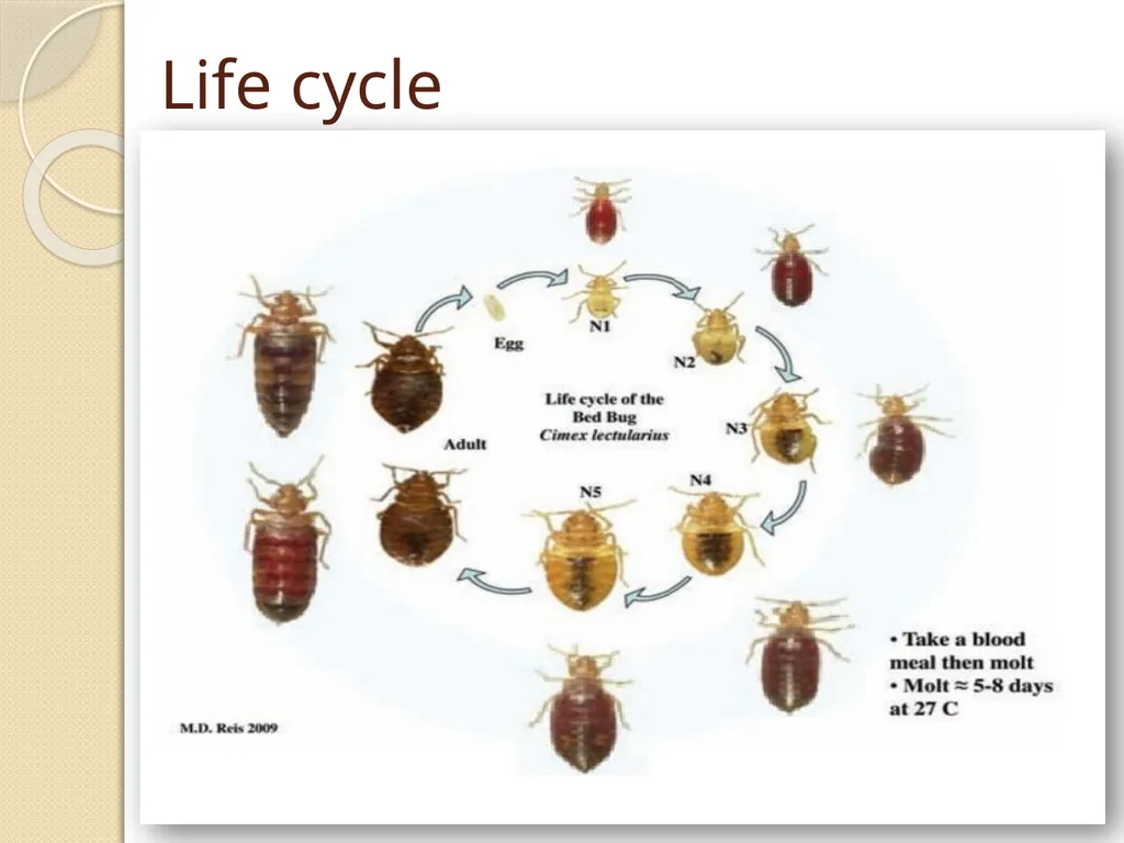 Flea & Bedbug Amal Almuhanna 2012 Bed bugs (Cimex - slide 7 of 30