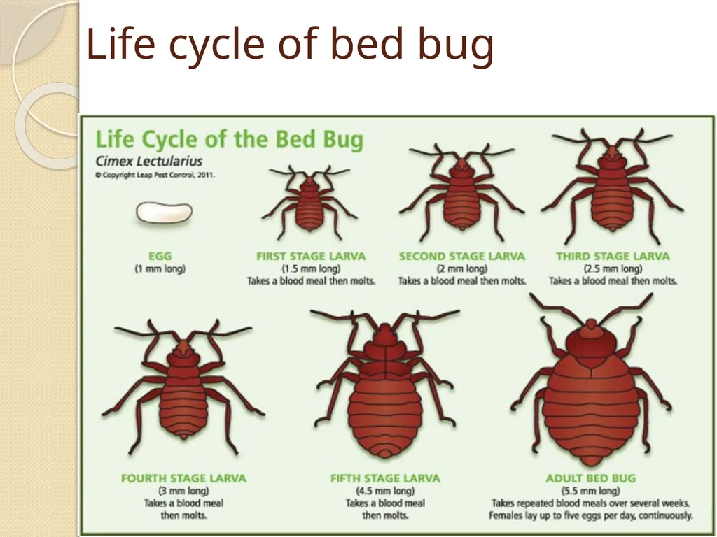Flea & Bedbug Amal Almuhanna 2012 Bed bugs (Cimex - slide 4 of 30