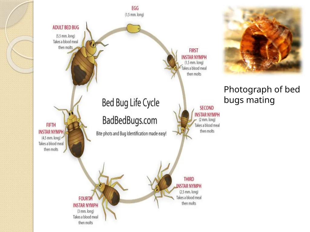 Flea & Bedbug Amal Almuhanna 2012 Bed bugs (Cimex - slide 6 of 30