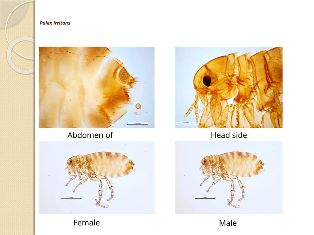 Flea & Bedbug Amal Almuhanna 2012 Bed bugs (Cimex - slide 28 of 30