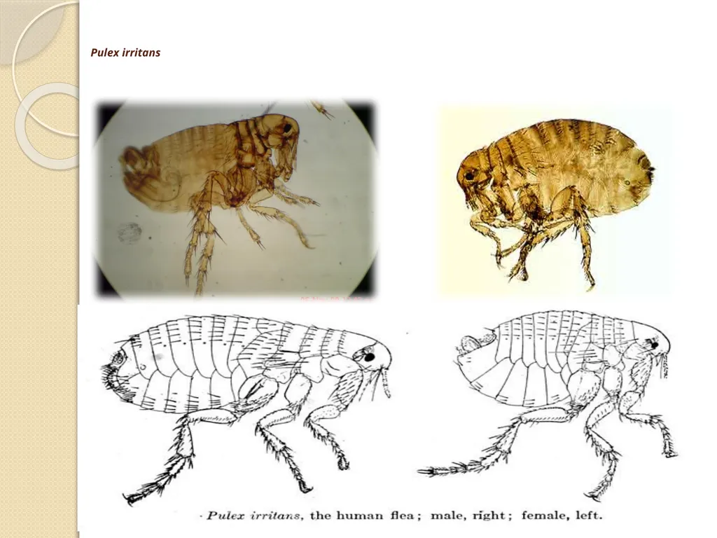 Flea & Bedbug Amal Almuhanna 2012 Bed bugs (Cimex - slide 29 of 30