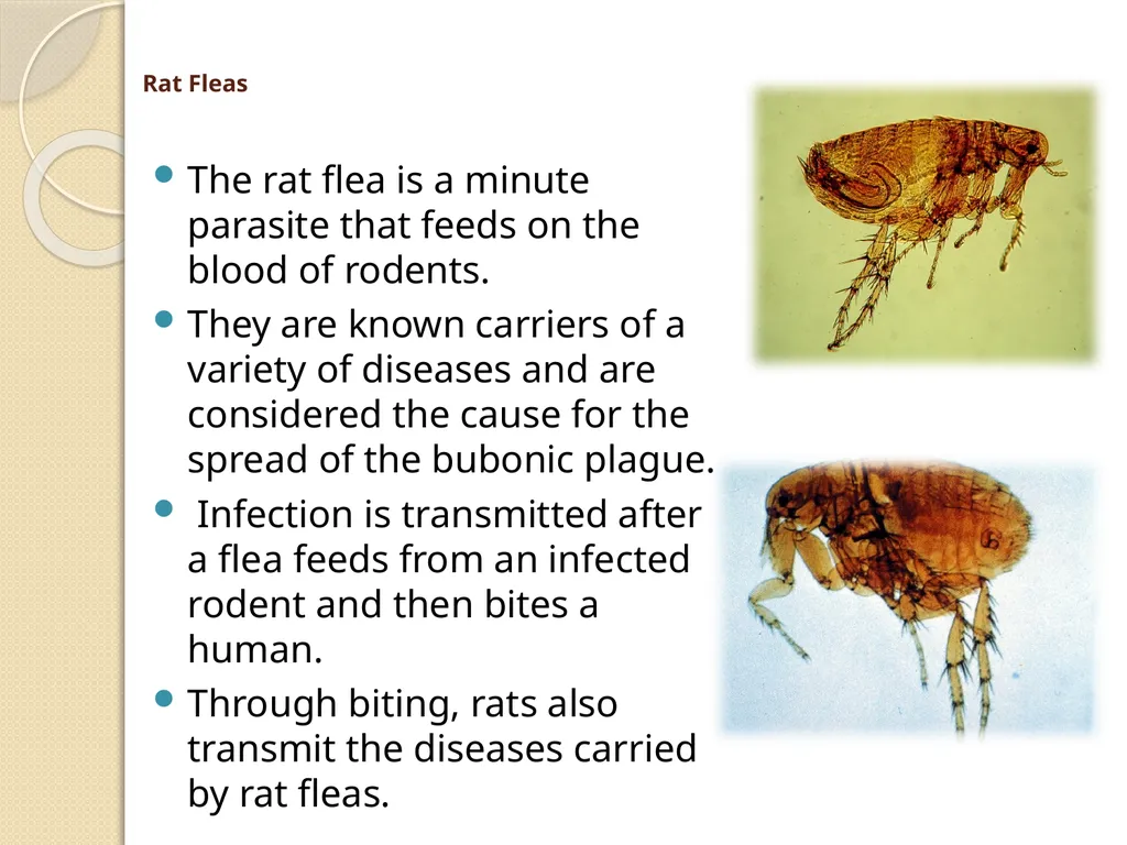 Flea & Bedbug Amal Almuhanna 2012 Bed bugs (Cimex - slide 15 of 30