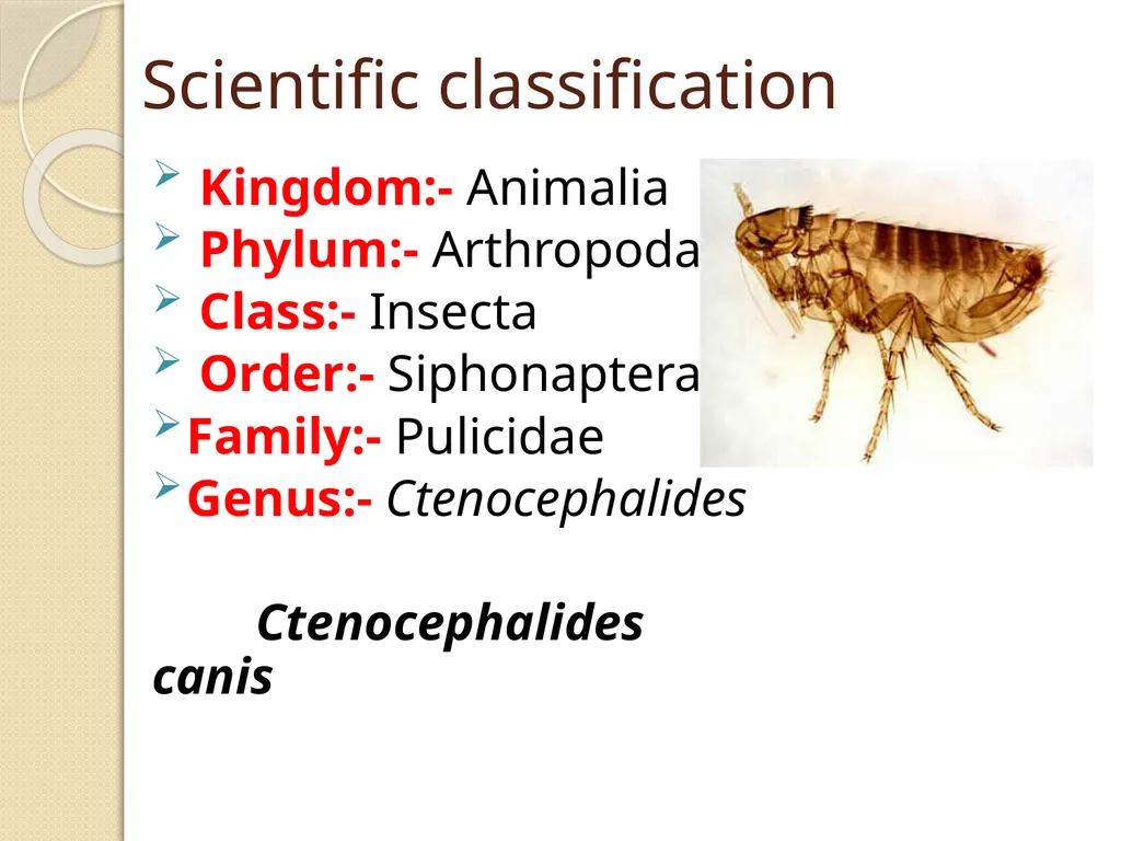 Flea & Bedbug Amal Almuhanna 2012 Bed bugs (Cimex - slide 10 of 30