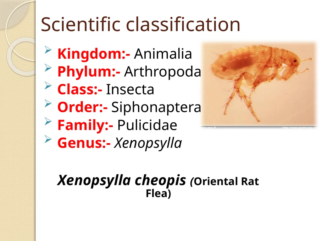 Flea & Bedbug Amal Almuhanna 2012 Bed bugs (Cimex - slide 16 of 30