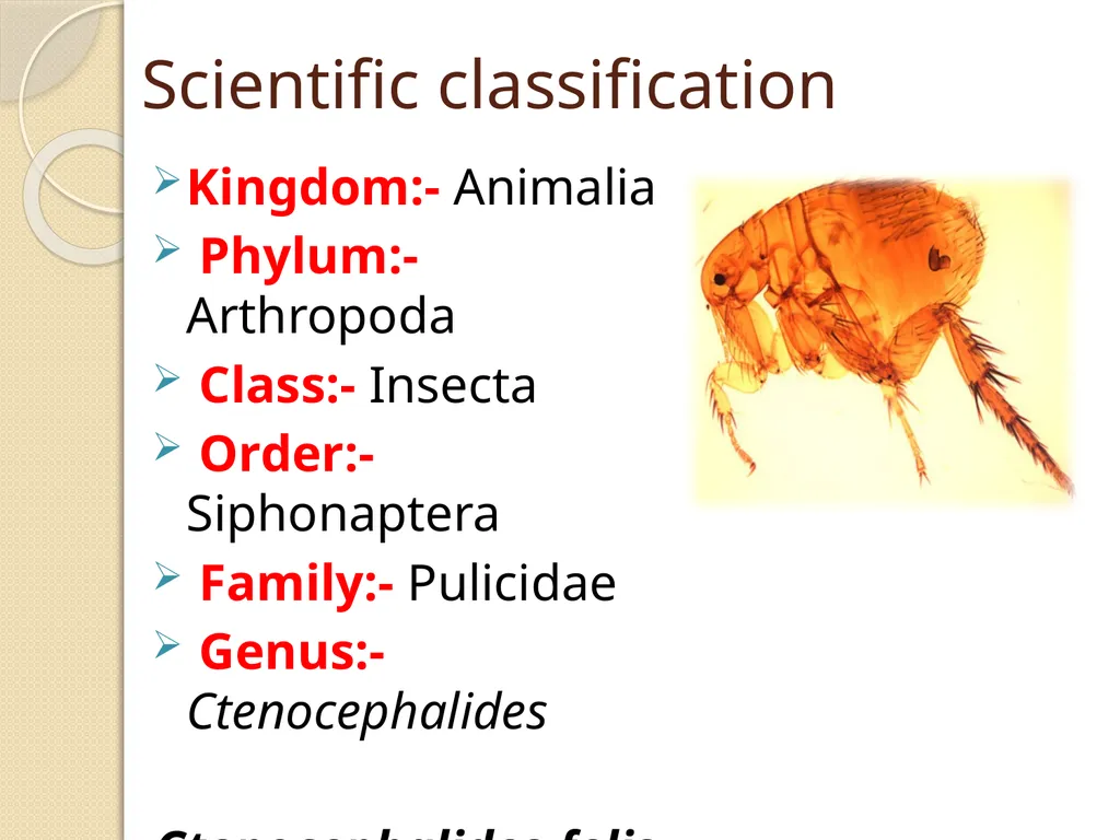Flea & Bedbug Amal Almuhanna 2012 Bed bugs (Cimex - slide 21 of 30