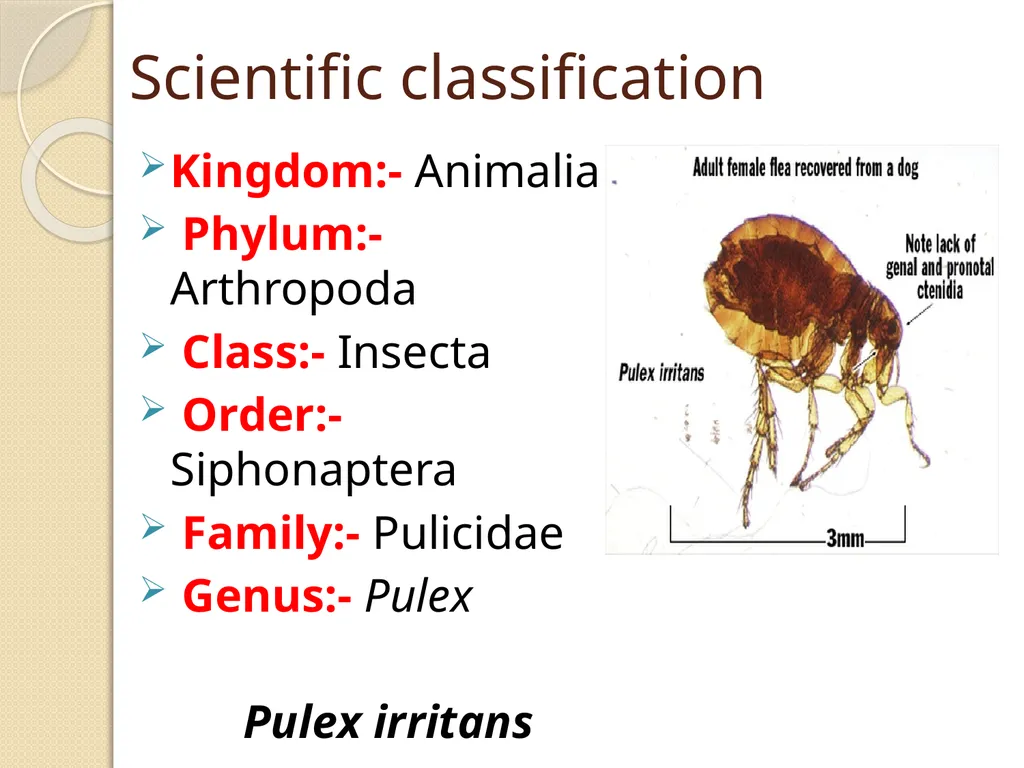 Flea & Bedbug Amal Almuhanna 2012 Bed bugs (Cimex - slide 26 of 30