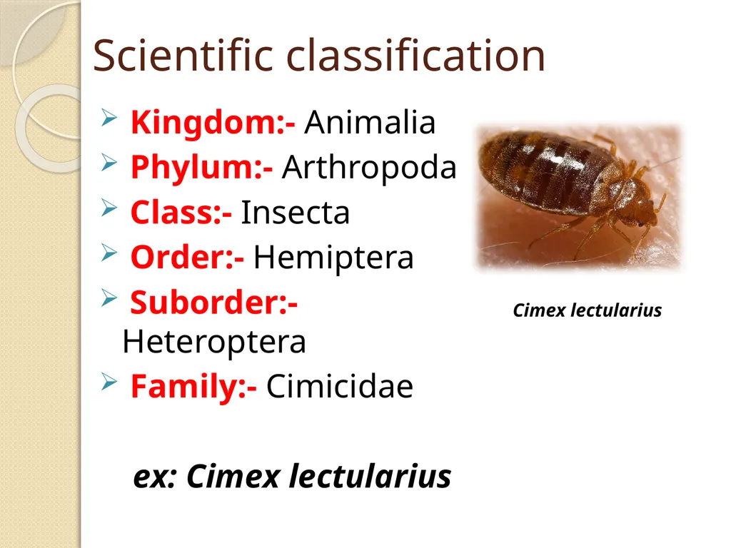 Flea & Bedbug Amal Almuhanna 2012 Bed bugs (Cimex - slide 3 of 30