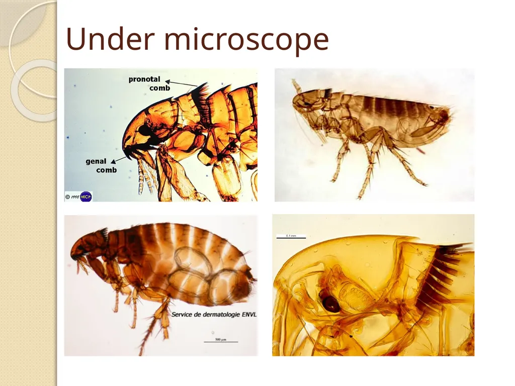 Flea & Bedbug Amal Almuhanna 2012 Bed bugs (Cimex - slide 12 of 30