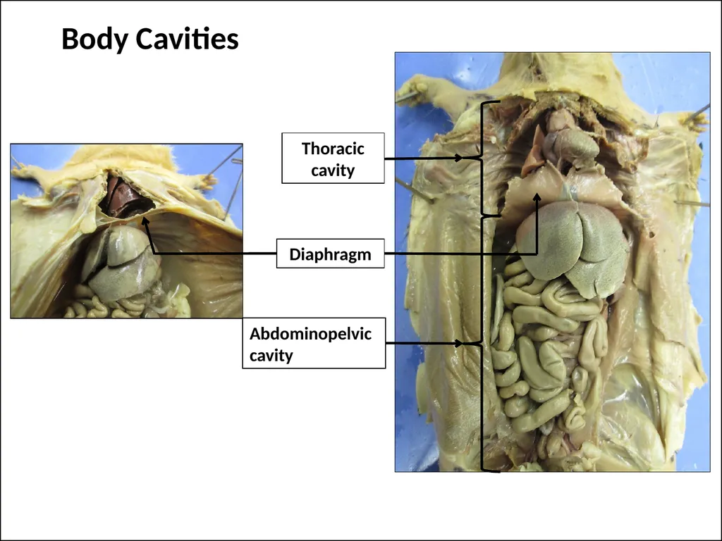 Rat Dissection Photographed by: Mr. James Henry - slide 7 of 17