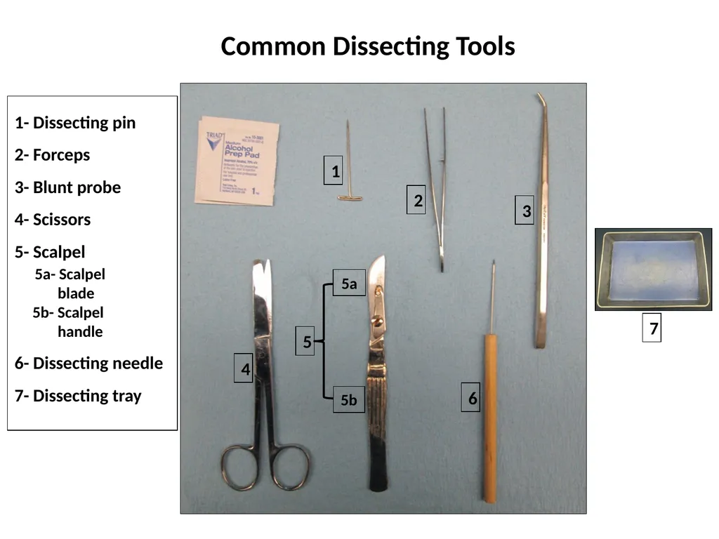 Rat Dissection Photographed by: Mr. James Henry - slide 2 of 17