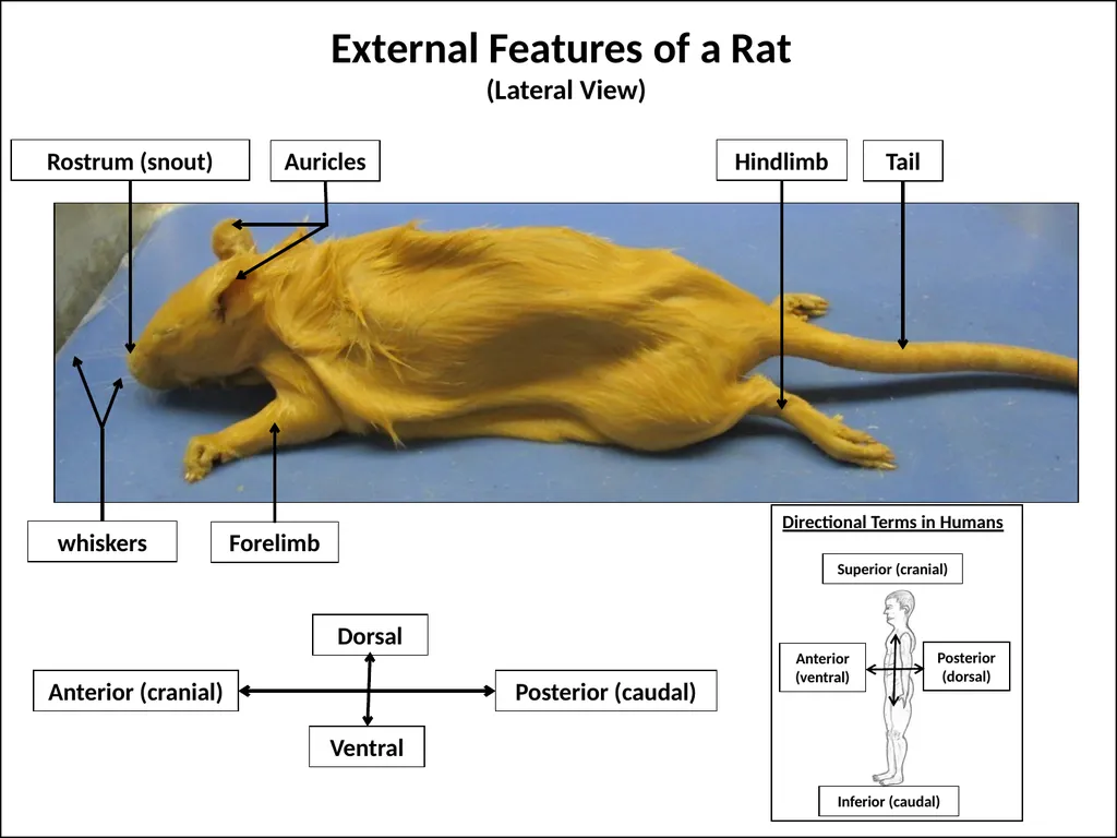 Rat Dissection Photographed by: Mr. James Henry - slide 3 of 17